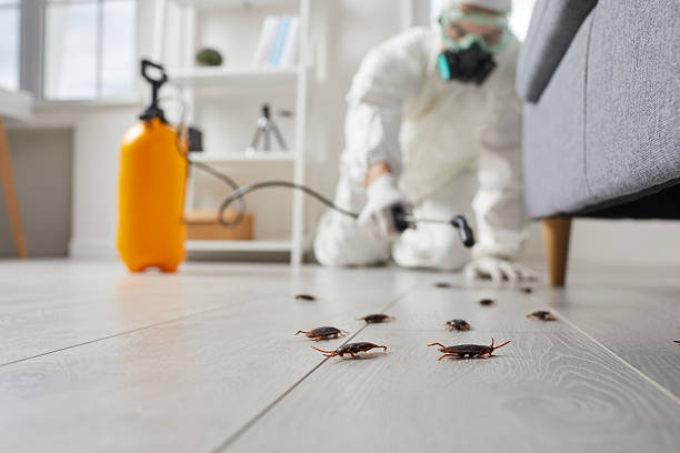 Post-Treatment Bed Bug Interceptor Monitoring in Mount Sterling